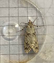 Attēlu rezultāti vaicājumam “Diurnea fagella”