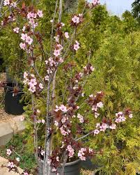 Attēlu rezultāti vaicājumam “Prunus cerasifera var. divaricata flower”