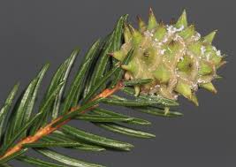 Attēlu rezultāti vaicājumam “Adelges laricis”