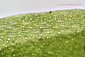 Attēlu rezultāti vaicājumam “Dichodontium pellucidum macro”