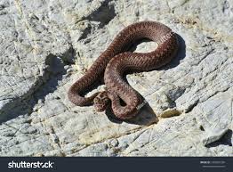 Attēlu rezultāti vaicājumam “Vipera berus”