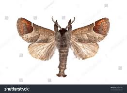 Attēlu rezultāti vaicājumam “Clostera curtula”