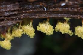 Attēlu rezultāti vaicājumam “Willkommlangea reticulata”