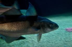 Image result for Melanogrammus aeglefinus