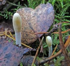 Attēlu rezultāti vaicājumam “Podostroma leucopus”