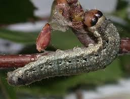 Attēlu rezultāti vaicājumam “Tetheella fluctuosa”