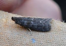 Attēlu rezultāti vaicājumam “Ortholepis betulae”