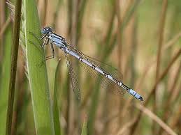 Attēlu rezultāti vaicājumam “Enallagma cyathigerum male”