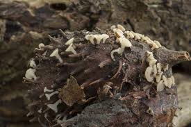 Attēlu rezultāti vaicājumam “Hymenoscyphus fructigenus”