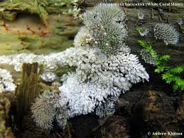 Attēlu rezultāti vaicājumam “Ceratiomyxa fruticulosa”