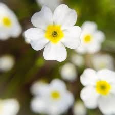 Attēlu rezultāti vaicājumam “Androsace septentrionalis”