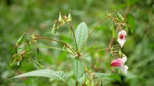 Attēlu rezultāti vaicājumam “Rosa majalis fruit”