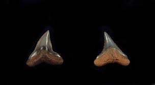 Image result for Carcharhinus plumbeus