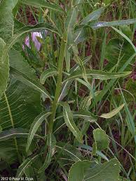 Attēlu rezultāti vaicājumam “Armoracia rusticana”