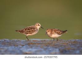 Attēlu rezultāti vaicājumam “Calidris minuta”