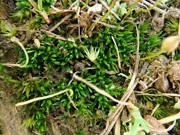 Attēlu rezultāti vaicājumam “Pogonatum nanum”