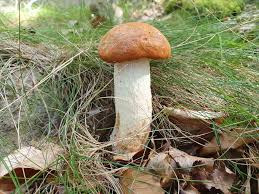 Attēlu rezultāti vaicājumam “Cribraria aurantiaca stalked”