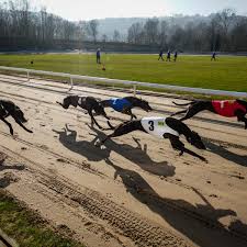 Image result for Reading Greyhound Track