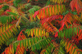 Attēlu rezultāti vaicājumam “Rhus typhina leaf”