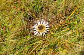 Image result for Silberdistel