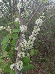 Attēlu rezultāti vaicājumam “Cercidiphyllum japonicum flower”