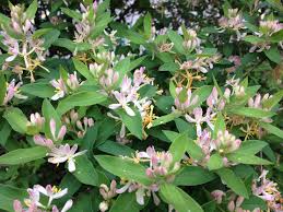 Attēlu rezultāti vaicājumam “Lonicera tatarica”