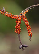 Attēlu rezultāti vaicājumam “Leocarpus fragilis spores”