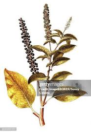 Attēlu rezultāti vaicājumam “Phytolaccaceae”