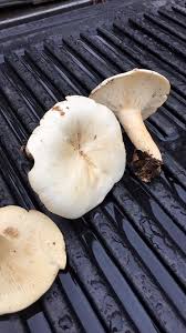 Attēlu rezultāti vaicājumam “Lactarius lygniotus”