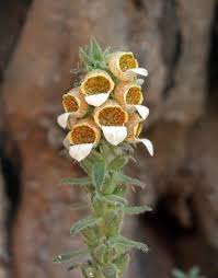 Image result for Digitalis lanata