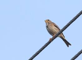 Image result for Emberiza calandra