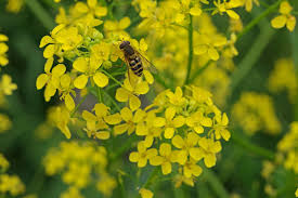 Attēlu rezultāti vaicājumam “Bunias orientalis flower”