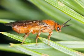 Attēlu rezultāti vaicājumam “Neodiprion sertifer”