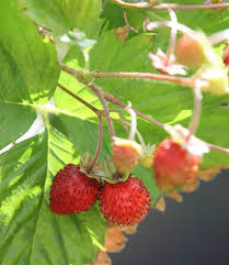Attēlu rezultāti vaicājumam “Fragaria vesca fruit”