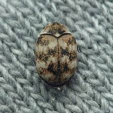 Attēlu rezultāti vaicājumam “Anthrenus verbasci”