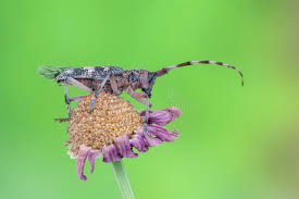 Attēlu rezultāti vaicājumam “Monochamus galloprovincialis”