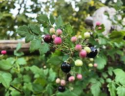 Attēlu rezultāti vaicājumam “Vitaceae”