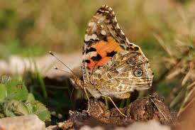 Attēlu rezultāti vaicājumam “Vanessa cardui underside”