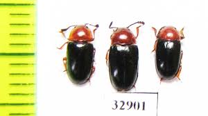 Attēlu rezultāti vaicājumam “Triplax russica”