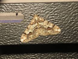 Attēlu rezultāti vaicājumam “Agriopis leucophaearia”