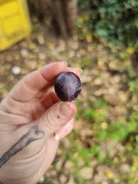 Attēlu rezultāti vaicājumam “Prunus domestica subsp. insitita fruit”