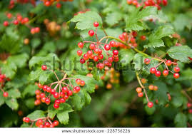 Attēlu rezultāti vaicājumam “Viburnum opulus fruit”