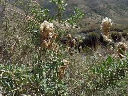 Attēlu rezultāti vaicājumam “Atriplex calotheca flower”