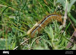Attēlu rezultāti vaicājumam “Malacosoma castrensis”