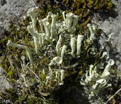 Attēlu rezultāti vaicājumam “Cladonia deformis”