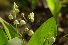 Attēlu rezultāti vaicājumam “Convallaria majalis bud”