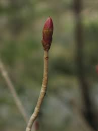 Attēlu rezultāti vaicājumam “Aesculus x hybrida bud”