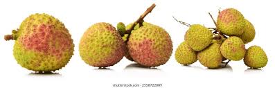 Image result for Litchi chinensis