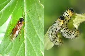 Attēlu rezultāti vaicājumam “Nematus ribesii”