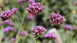Image result for Verbena officinalis